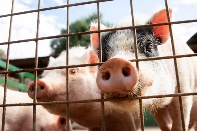 Как отнести отходы к побочной продукции животноводства: на примере навоза
